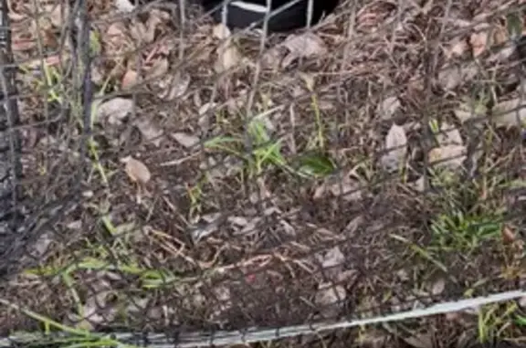 Lost and found pets Daly City, photo: Chatty Tuxedo Cat Found on Santa Barbara Ave