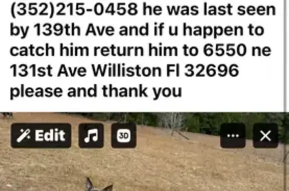 Lost Dog: Fawn, Black Mask, Orange Collar