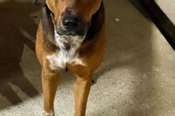 Friendly Found Dog: Lab-Hound...