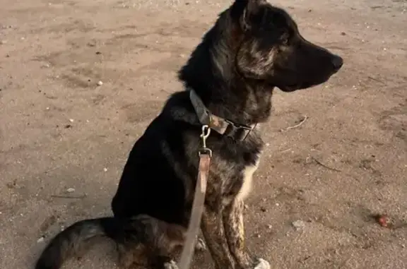 Found: Brindle Dog, Red Leash,...