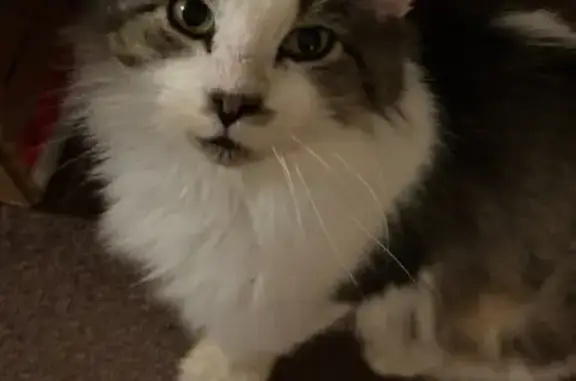 Lost Gentle Cat: Meadowdale Court