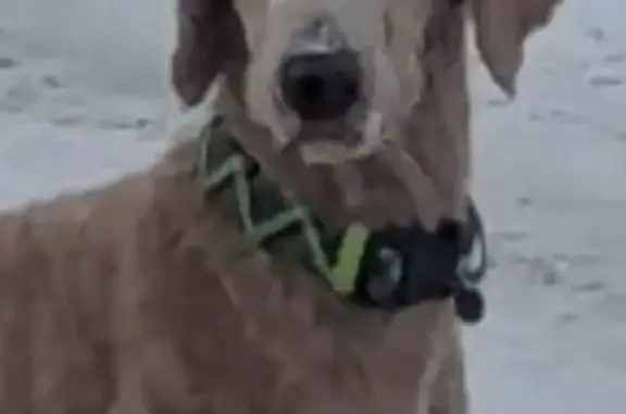 Lost Dog Tan: Green/Grey Collar, Blue Island