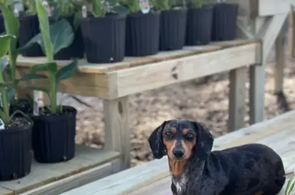 Lost: Mini Dachshund 'Sassy' in Toccoa