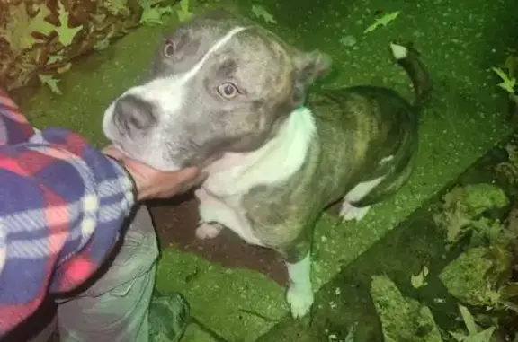 Found: Sweet Tiger-Striped Pup...