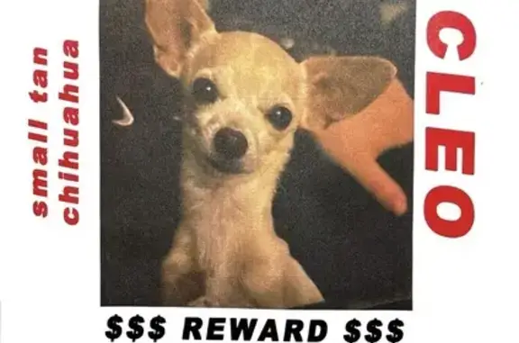 Missing dog Houston, photo: Lost Tan Dog: White Marks, Westbrook Dr