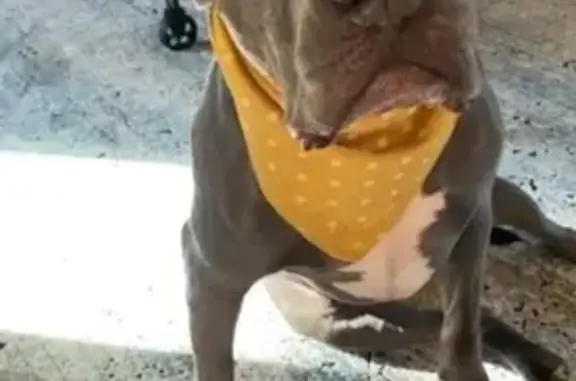 Lost Gray Dog: Friendly, 13yo in Chelsea