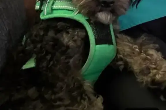 Missing dog Chester, photo: Lost Dog: Black with White Spot, Chester