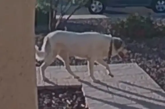 Lost Great Pyrenees Mix: 'Ray' in Tempe