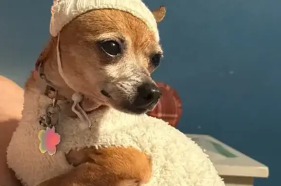 Lost Dog: White Sweater, Bell Collar