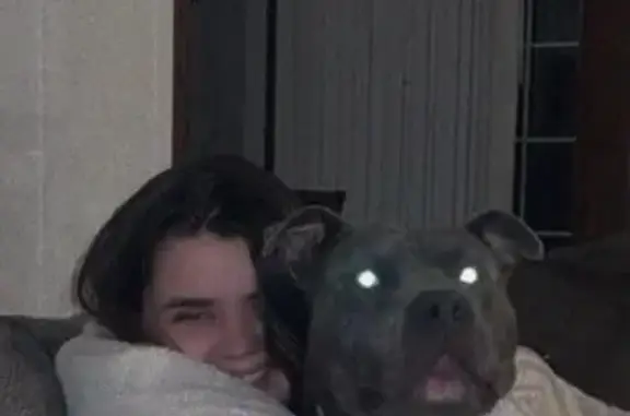 Lost and found pets , photo: Lost Blue Nose Pit: Robertson Rd, MS