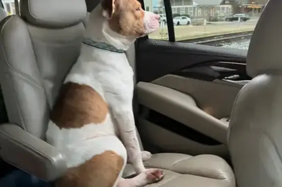 Found: Sweet Pit Mix Near Lost...