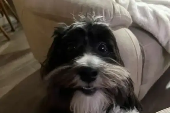 Lost pets Tampa, photo: Lost Havanese Dog: Black & White in Tampa