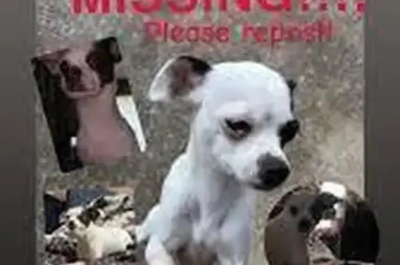 Missing dog Talladega, photo: Lost Chihuahua: Stella, White & Black Spots