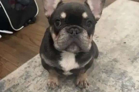 Missing dog Oklahoma City, photo: Lost Frenchie on NW 15th St, OKC