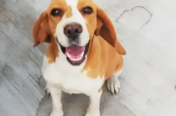 ¡Ayuda! Perdí a mi Shiba Beagle en Chimalhuacán