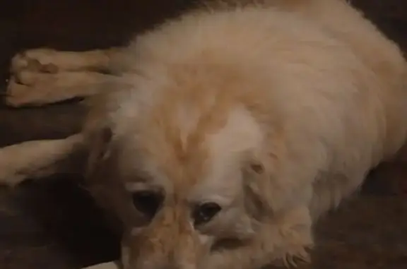 Lost Dog: White with Carmel Freckles