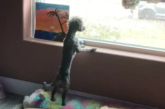 Lost: Black Poodle Mix on Murder Creek Rd