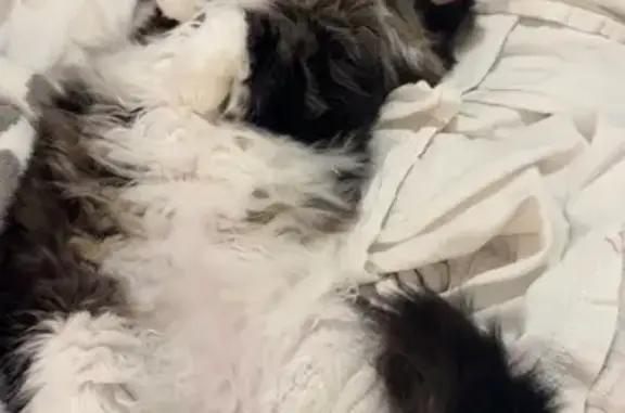 Lost Cat: Long-Haired with White Nose