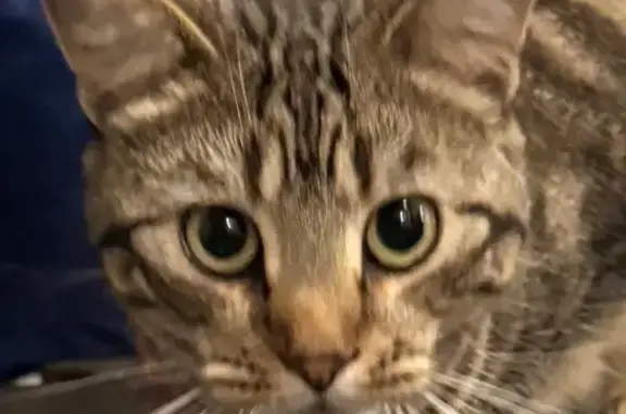 Missing cat Boulder, photo: Lost Cat Venus: Distinct Pattern, Boulder