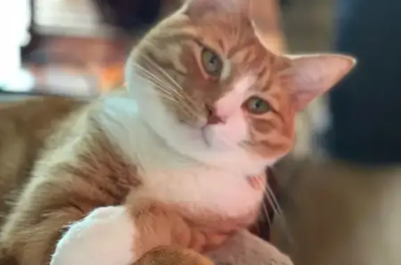 Missing cat Davison, photo: Lost Orange Tabby 'Candy Corn' in Davison
