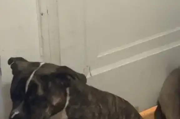 Lost Friendly Puppy - Call 219-334-6177