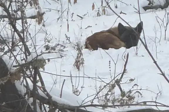 Found Dog in Maplewood: See th...