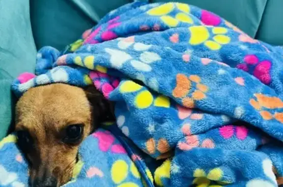 Perrita Rescatada: Ayuda para...