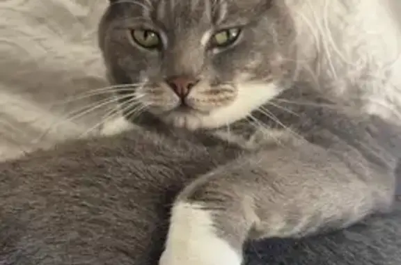 Lost Grey & White Cat in Wanneroo Area