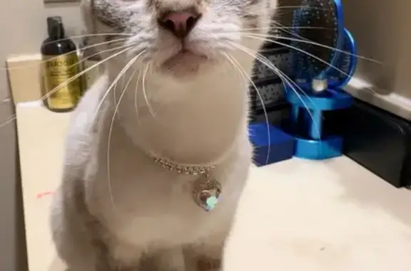 Lost Cat: White with Blue Eyes & Stripes