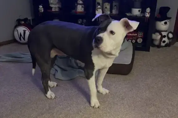 Found Pitbull on Chippewa Cour...