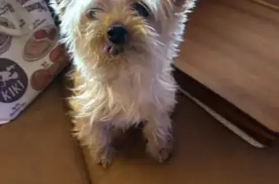 Lost Blonde Yorkie: No Teeth, Very Friendly