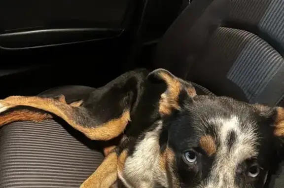 Perro Encontrado: Negro, Manch...