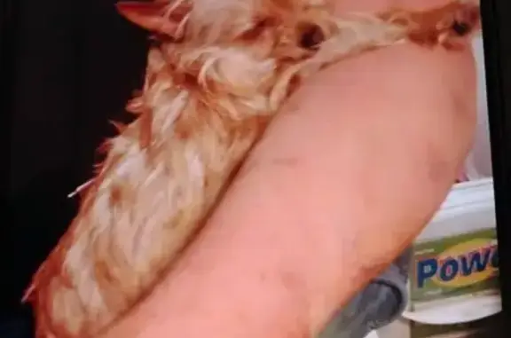 Missing dog Aumsville, photo: Lost Blonde Chorkie on N 4th St, Aumsville