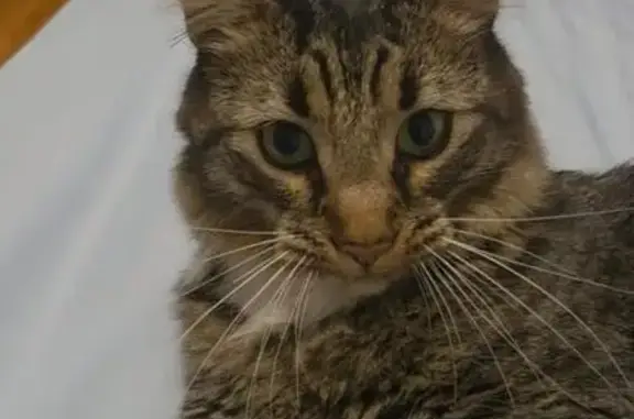 Missing Friendly Cat: Inkster Rd, Dearborn