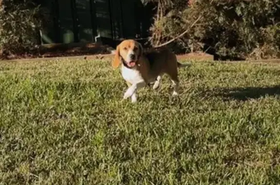 Lost: Female Beagle, 5 Yrs, Si...