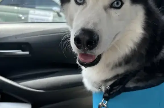 Lost Dog: Blue-Eyed Koda in NC!