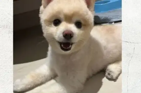 Perro Perdido en Puerto Vallarta: Cojea y Tiene Tatuajes