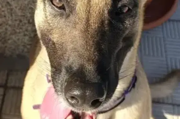 Perro Perdido en Cerdedo Cotobade: Amistoso y Único