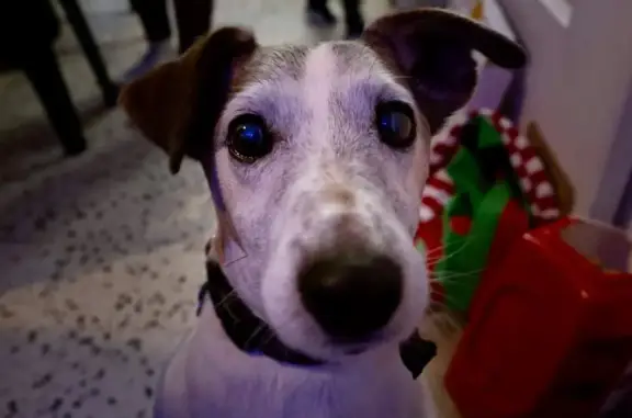 Chien perdu Boujan-sur-Libron, photo : Chien perdu, 15 ans, Rue des Cévennes