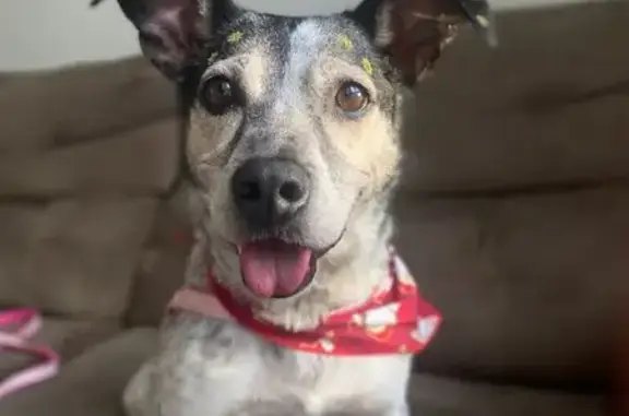 cachorro desaparecida