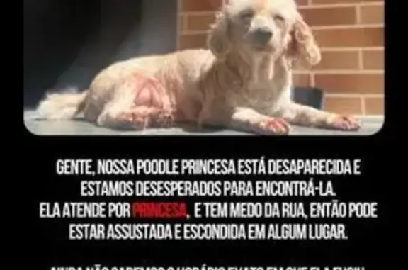 cachorro desaparecida