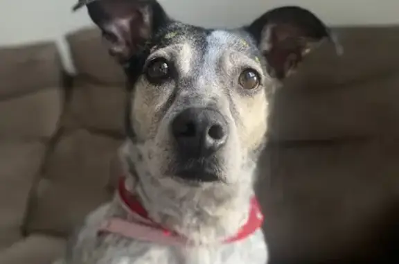Oreo é toda pintadinha é rebaixada, estava com um peitoral rosa e uma bandana de natal. Ela pulou a janela enquanto estávamos no mercado e acabou saindo pra fora do condomínio.