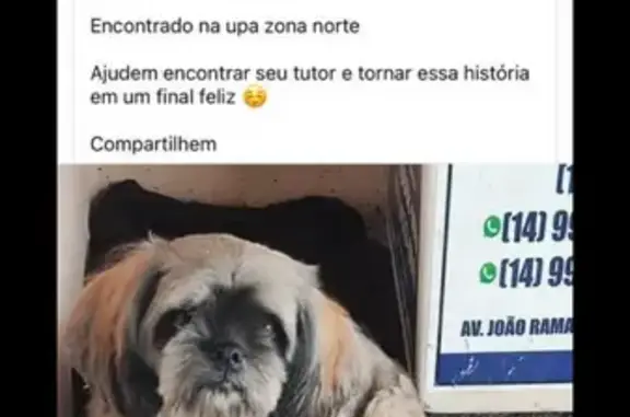 cachorro desaparecida