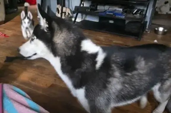 Missing dog Chesapeake, photo: Help Find Our 3 Missing Huskies!