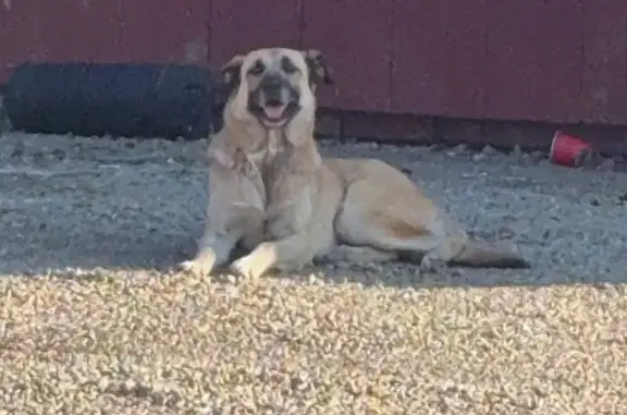 Lost Dog in Patterson: Big Brown Eyes