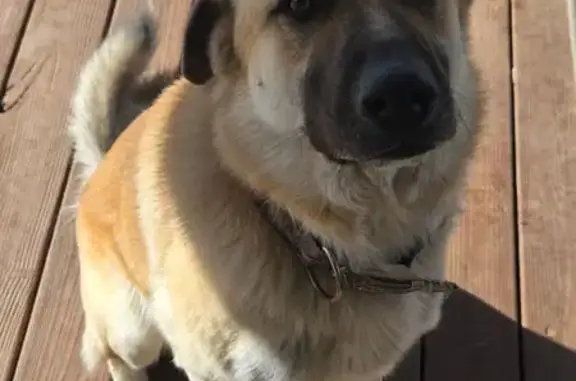 Lost and found pets Porter, photo: Missing Anatolian Shepherd on South G St