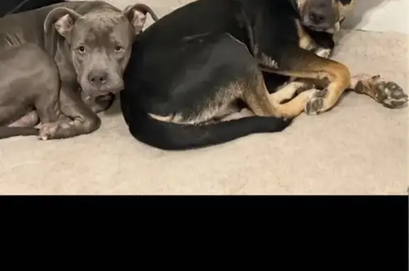 Missing dog San Antonio, photo: Lost Dogs: Grey Pitbull & Black Shepherd
