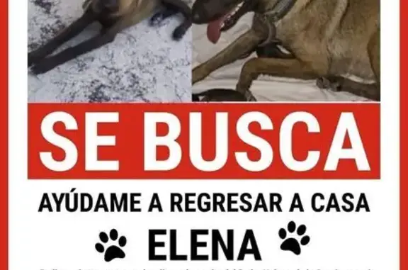 Perro perdido: Pastor Belga en Playa del Carmen