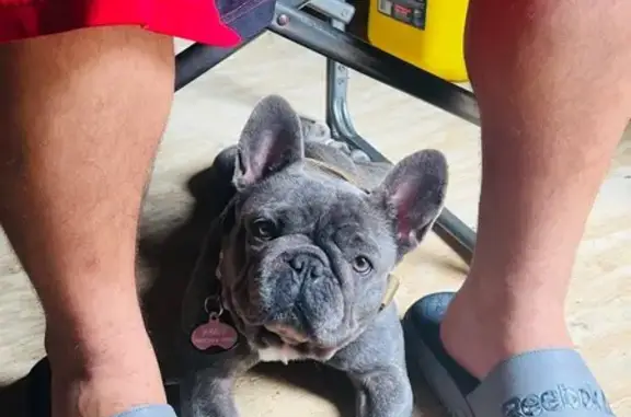 Lost Gray Dog: Paris in Flowery Branch