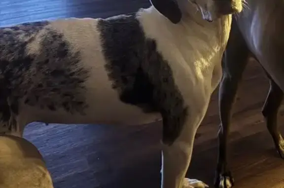 Lost Dog Alert: Deaver Walker Rd, AL